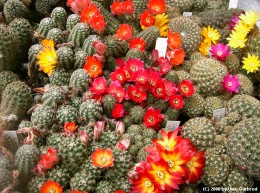 Sulcorebutia Ansicht